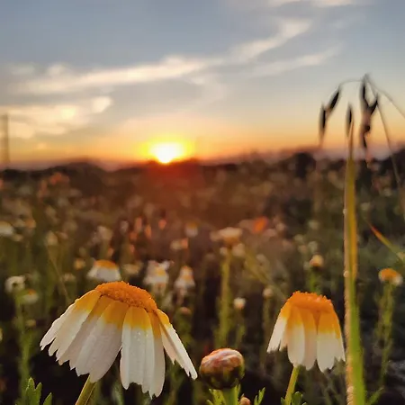 La Mimosa *